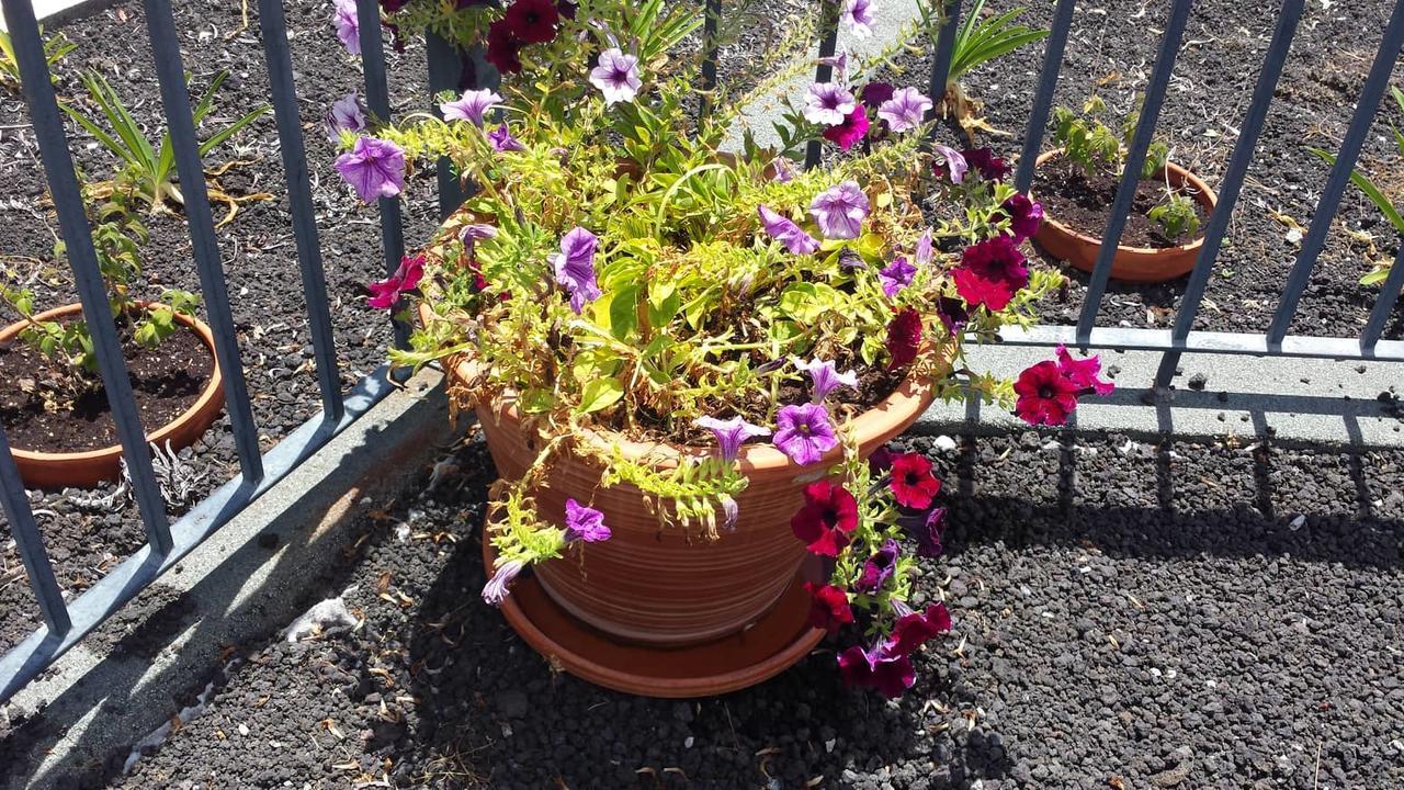 Paraiso Das Flores Estreito Da Calheta Exteriör bild