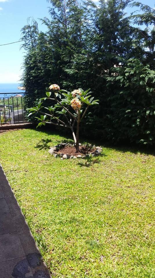 Paraiso Das Flores Estreito Da Calheta Exteriör bild