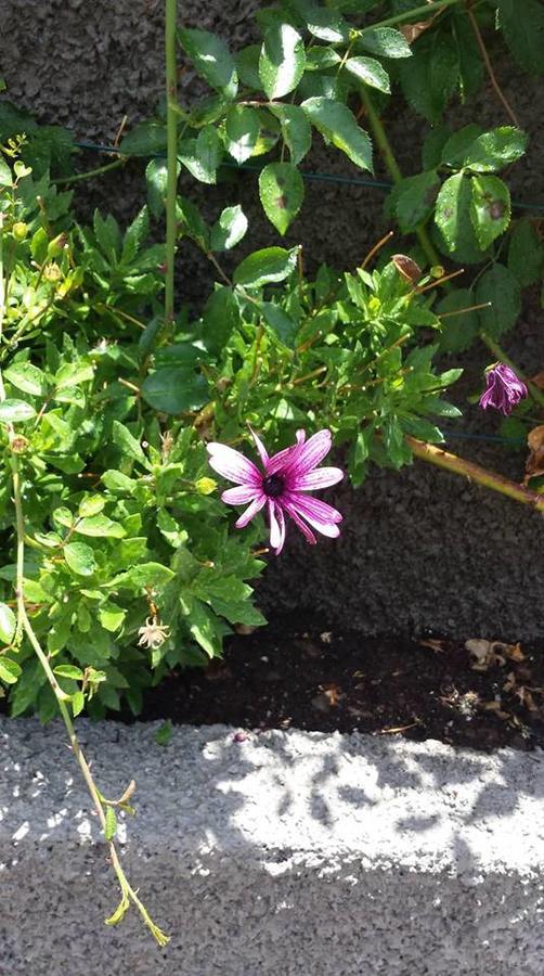Paraiso Das Flores Estreito Da Calheta Exteriör bild