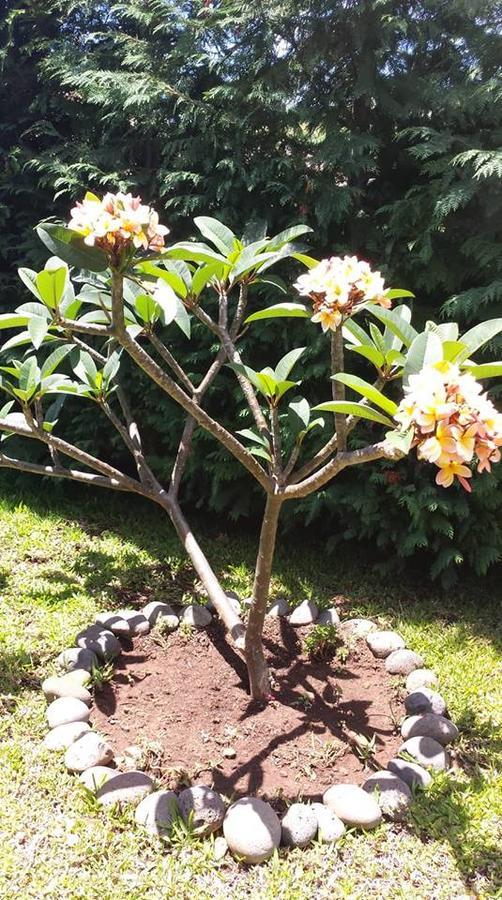 Paraiso Das Flores Estreito Da Calheta Exteriör bild